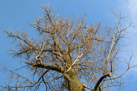 在蓝天背景的一根死树干背景图片