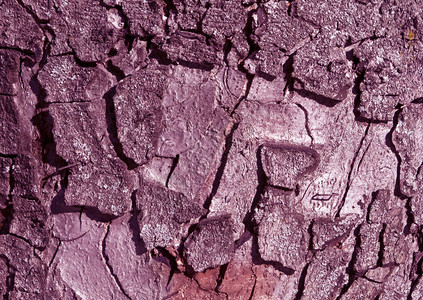 紫色尖树皮表面摘要背景和设计纹理图片