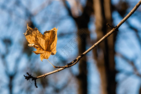 阳光下树枝上的秋叶特写图片