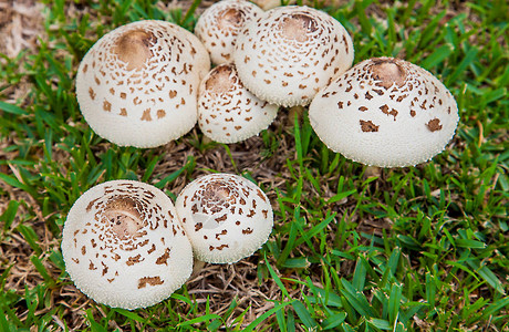 新索特威尔士新索斯威尔士的蘑菇图片