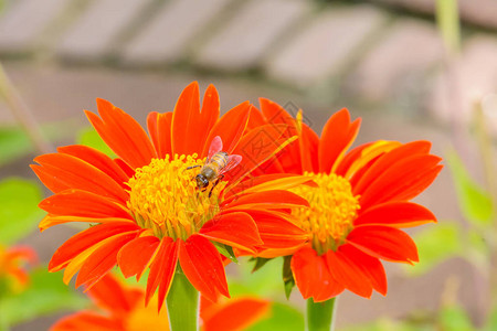 蜜蜂在自然背景下吃墨西哥向日葵的花粉图片