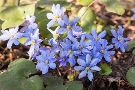 在森林特写镜头的蓝色春天花图片