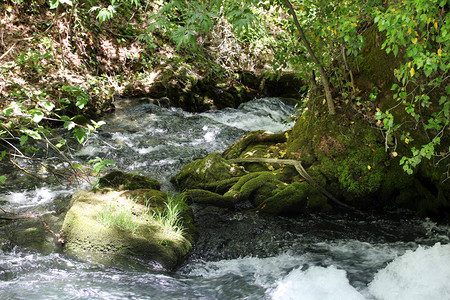 绿林中流淌的溪流图片