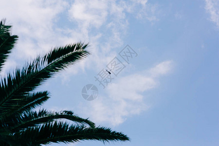 在棕榈树的空中观光直升机蓝图片
