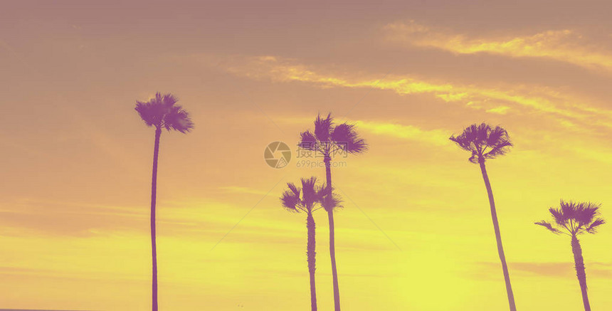 加利福尼亚海滩沿线的热带粉色和黄色丘陵通过热带棕榈进行图片