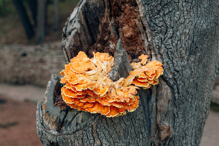 黄蘑菇在树上莱图片