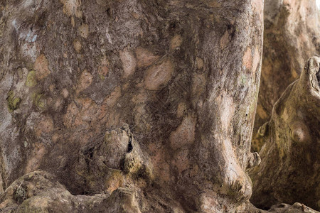 宏树背景木质纹理图案巴厘岛图片