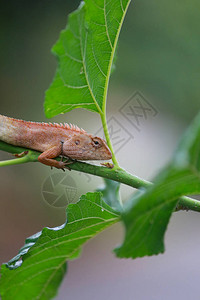 棕色蜥蜴躺在花园的绿色树枝上图片