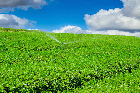 泰国清莱山丘的茶叶植物农业图片