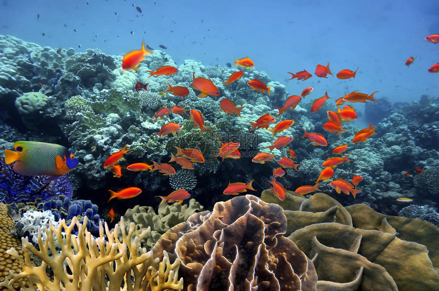 红海热带鱼类和硬图片