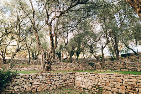 黑山森林和花园中的橄榄园单位图片
