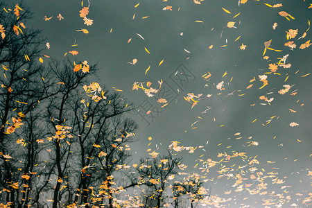 秋叶在水中公园里的秋湖落叶秋天树木图片