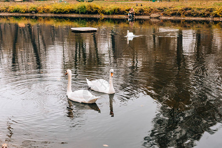 湖边的白天鹅秋天公园图片