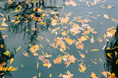 秋叶在水中公园里的秋湖落叶秋天树木图片