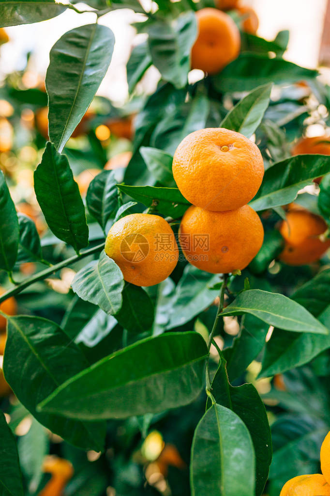 树上的橘子成熟的橘子黑山柑桔树家庭橘园树上结了很多果图片