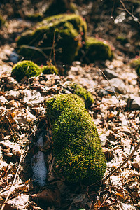 雪下森林树桩上的苔藓图片