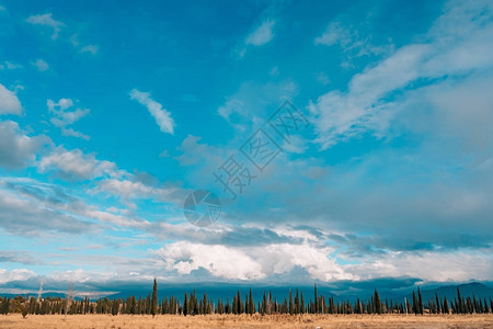 森林的天际空天空背景上一图片