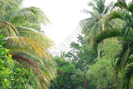 泰国热带雨林椰子棕图片