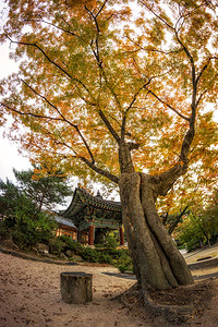 Gilsangsa寺庙秋天的风景与在寺庙周围坠落的叶子背景图片