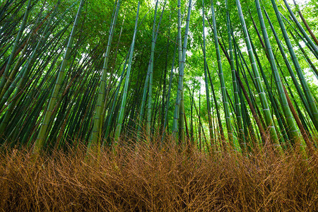 日本京都亚林山的竹林自然图片