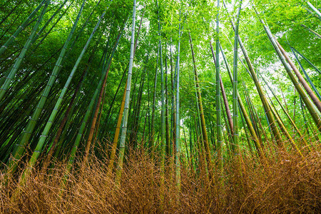 日本京都亚林山的竹林自然图片