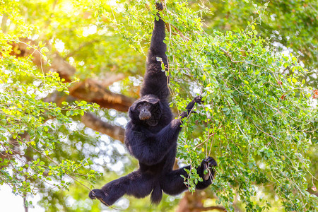 Gibbon从一棵树吊在印度尼西亚PulauJ图片