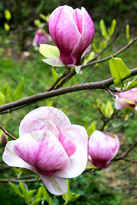 花朵在树枝上春天的花园和公园图片