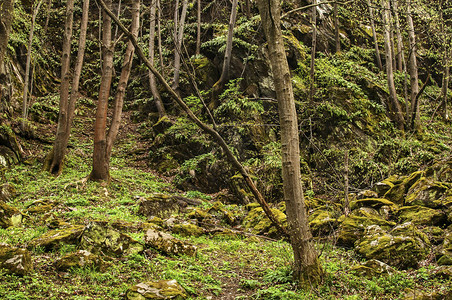 春季丹克深山绿色森林除非自然背图片