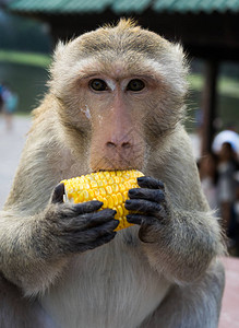 猴子吃玉米的特写图片