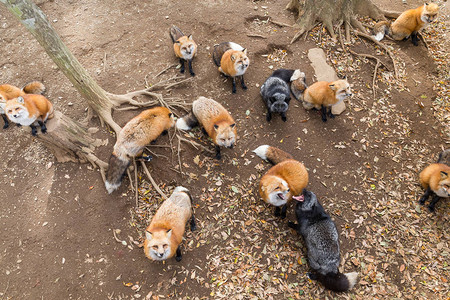 一群狐狸抬头等待食物图片
