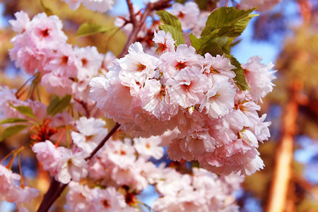 樱花春天的樱桃花图片