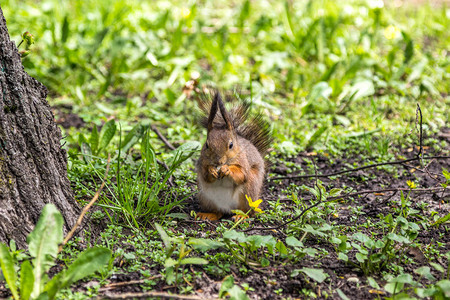 明斯克高尔基公园松鼠吃坚果图片