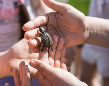 抓着可爱新生婴儿海龟的小孩手图片