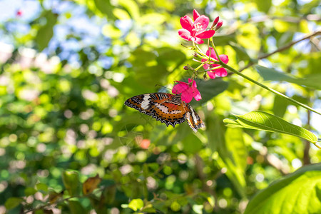 在巴厘岛热带岛屿公园的美丽的蝴蝶园区图片