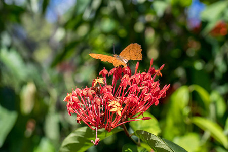 在巴厘岛热带岛屿公园的美丽的蝴蝶园区图片