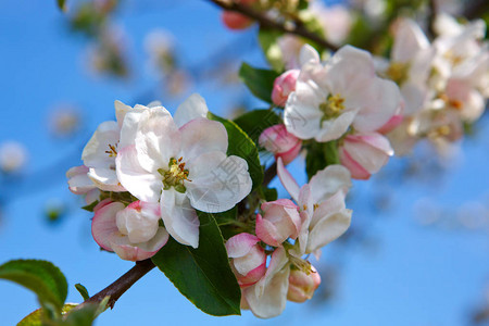春日的苹果花和蓝天图片
