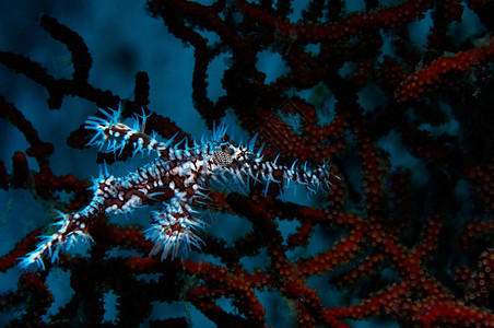 藏在菲律宾潘格劳珊瑚中的哈莱背景图片