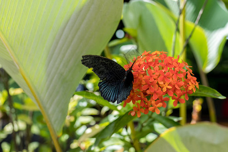 异国情调的蝴蝶在热带巴厘岛图片