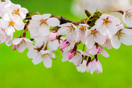 樱花或樱桃树粉红花春以天然绿色背图片