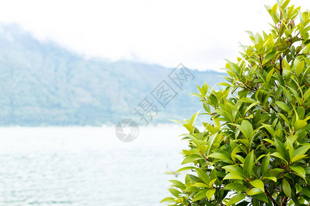 巴厘岛外来热带背景图片