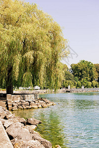 瑞士洛桑Ouchy村日内瓦湖岸堤的柳树图片