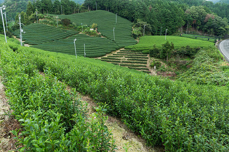 日本的绿茶农场图片