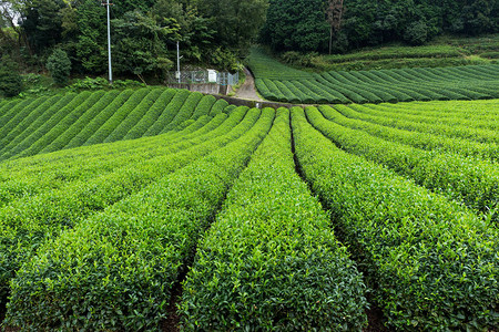 日本鲜茶田图片