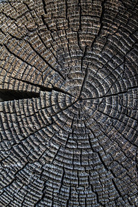 切割中的一棵树木质背景图片
