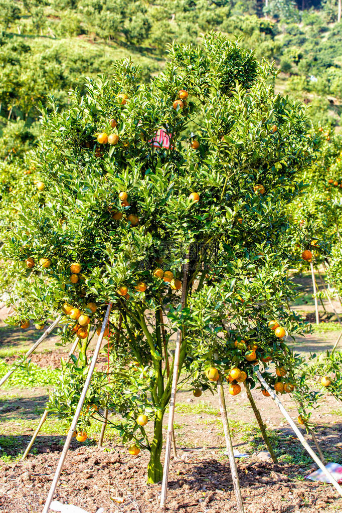 橙树泰国清迈尖图片