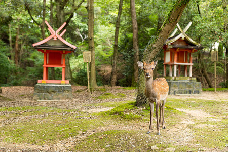 日本寺庙里的可爱鹿图片