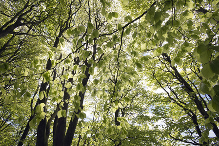 丹麦森林中早绿山毛榉叶的树木图片
