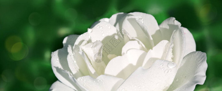 关闭白色玫瑰花瓣和水滴图片
