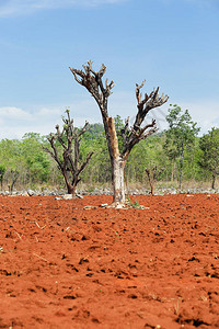 泰国用于轮耕的森林被破坏的情况1图片