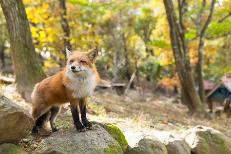 森林里可爱的红狐狸图片